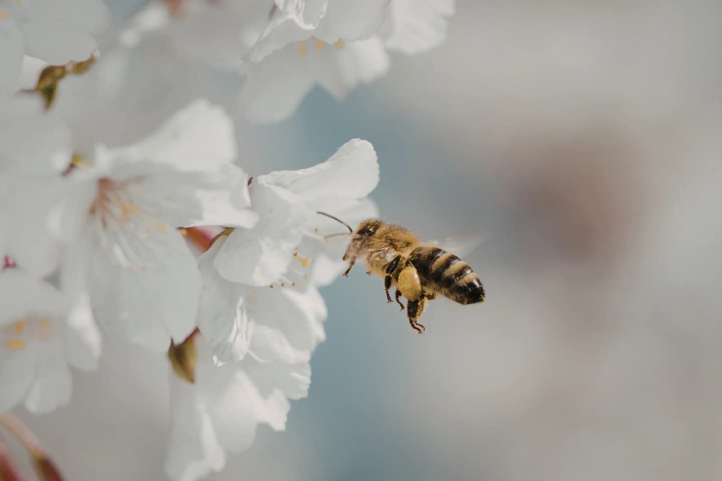 Apple Orchard Honey