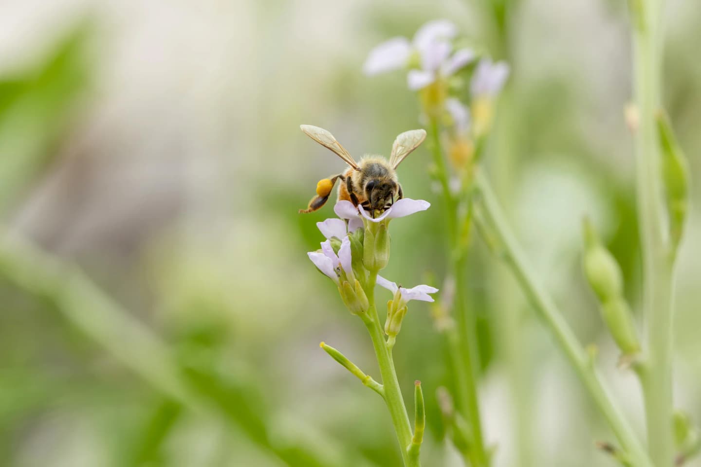 Wildflower Honey